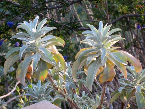 šalvia biela rastlina
